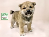 柴犬