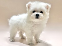 ミックス（犬）