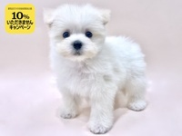 ミックス（犬）