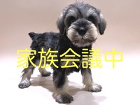 ミニチュア・シュナウザー