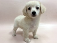 ミックス（犬）
