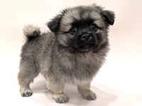 ミックス（犬）