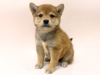 柴犬