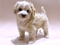 ミックス（犬）